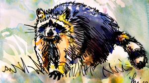 The Sunday Art Show - Raccoon loose and lively line and wash watercolor painting